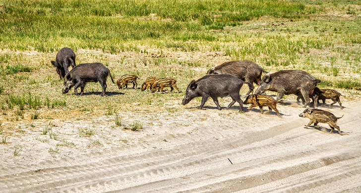 visita-al-parque-nacional-donana-4x4-experiencias-sanlucar-de-barrameda-5