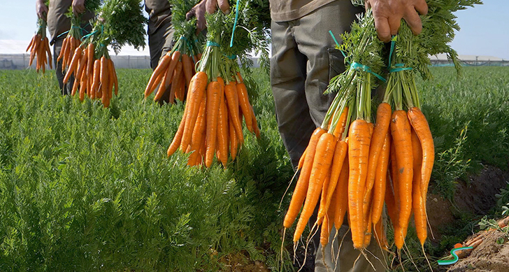 visita-cooperativa-agricola-de-frutas-y-verduras-experiencias-sanlucar-de-barrameda-3