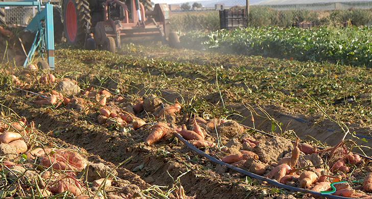 visita-cooperativa-agricola-de-frutas-y-verduras-experiencias-sanlucar-de-barrameda-5