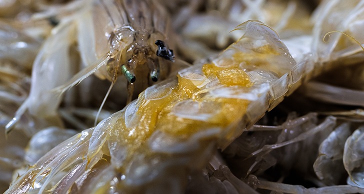 visita-lonja-y-subasta-de-pescados-experiencias-sanlucar-de-barrameda-1