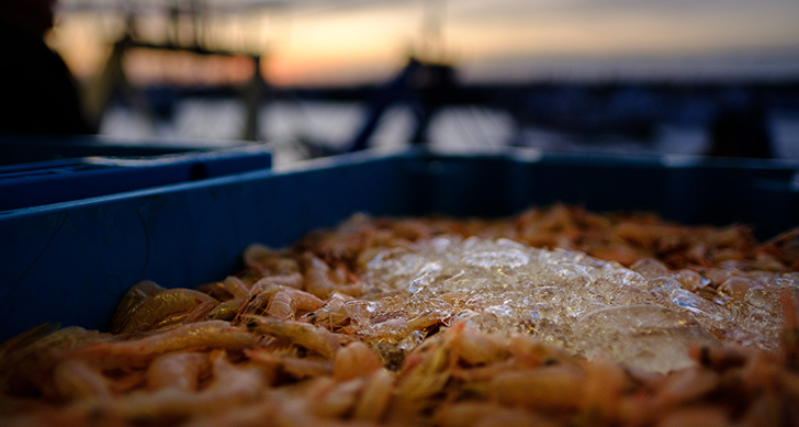 visita-lonja-y-subasta-de-pescados-experiencias-sanlucar-de-barrameda-5