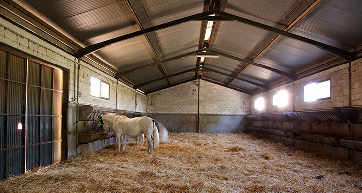 visita-yeguada-cartuja-experiencias-sanlucar-de-barrameda-2