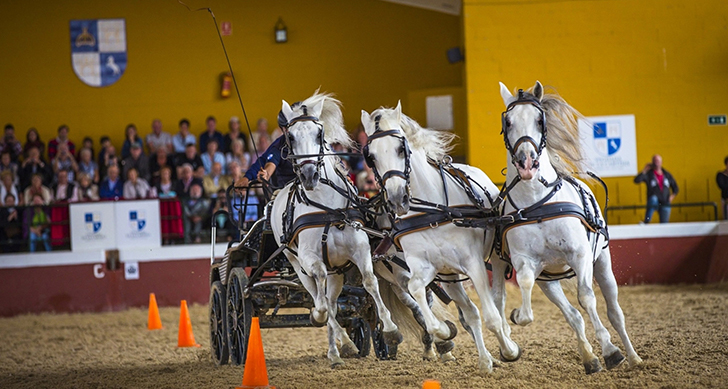 visita-yeguada-cartuja-experiencias-sanlucar-de-barrameda-6